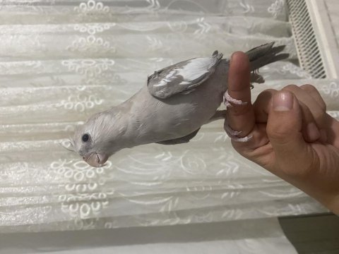 Mutasyon 2 adet yeme düşen yavru kuşlar ele alışkın