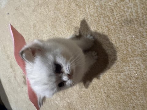 British shorthair kedisi