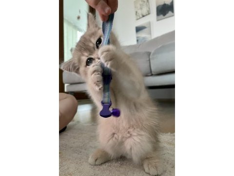 Çocuk dostu british shorthair boddik
