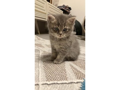 45 günlük gri erkek yavru british shorthair