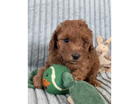 Eşsiz güzellikte toy poodle yavrumuz