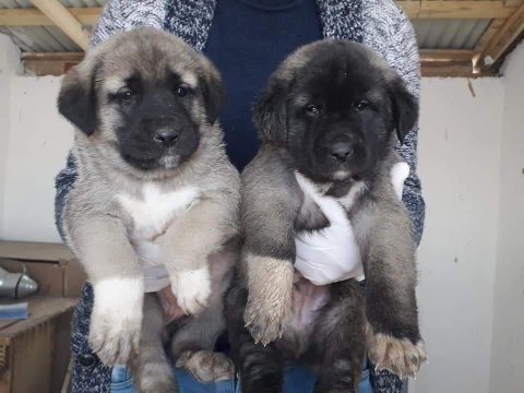 Satılık kangal çoban köpeği fiyatları