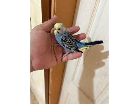 37 günlük oğlan bebek muhabbet kuşu