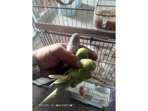 Alıştırmalık yavru muhabbet