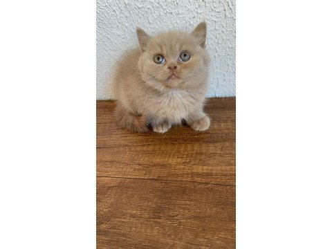 Yavruların en sevimlisi fawn british shorthair