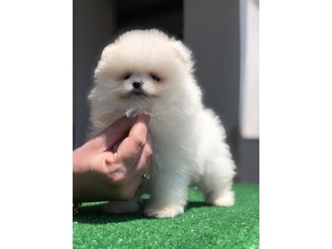 2.5 aylık 2 dişi ve 1 erkek üst kalite pomeranian boo