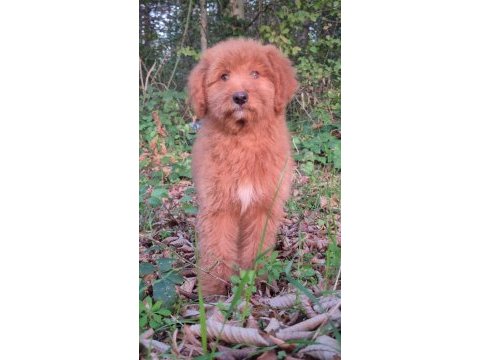 Mükemmel karakter ve vücut anatomisi labradordoodle yavrumuz
