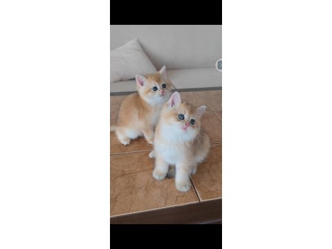 British shorthair kedileri
