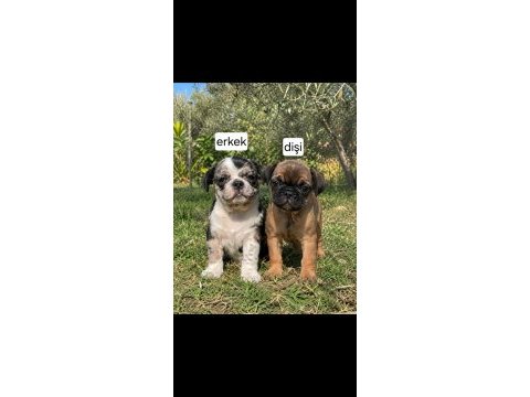 Egzotik pug yavruları
