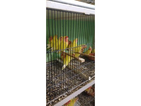 Üretimi bırakıyorum toptan tekli ucuza sevda papağanı