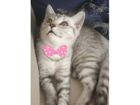 Kedimize yeni sahip arıyoruz