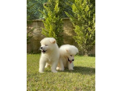 Beyaz japon akita ınu yavrulari istanbul 