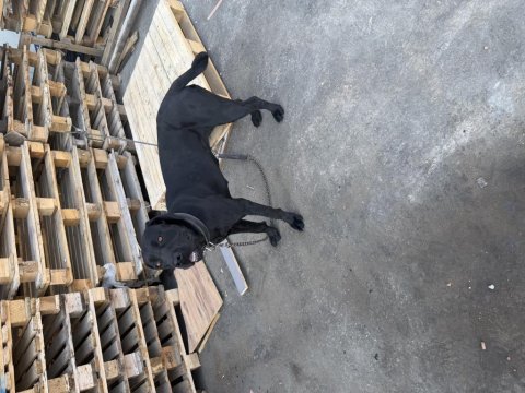 1 yaşında dişi cane corso