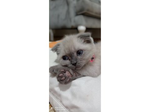 Scottish fold blue point