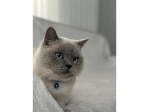 British shorthair erkek 1 yaşında