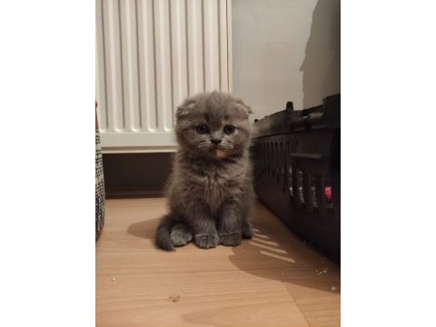 Gri scottish fold dişi ve erkek kedi