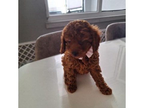 Minik toy poodle kızımız
