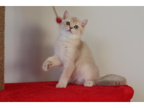 Krem rengi dişi yavru british shorthair