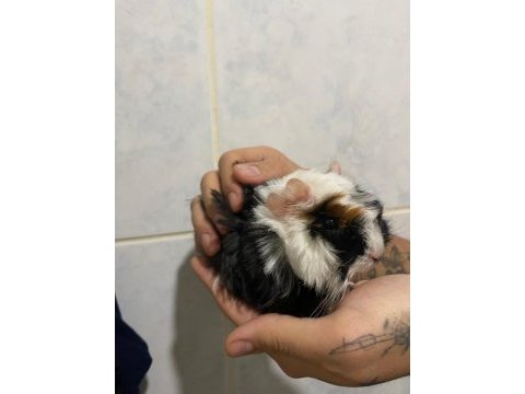 Dişi 3 3.5 aylık ginepig