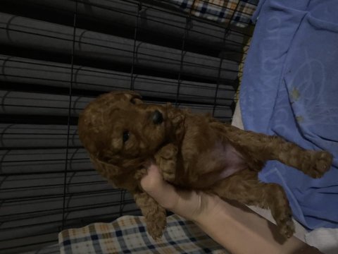 2 dişi 1 erkek poodle 30 günlük