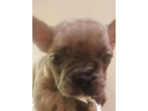 1 dişi ve 1 erkek french bulldog yavru