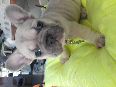 French bulldog erkek