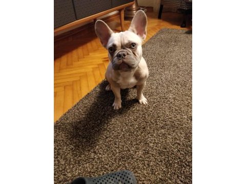 İsabella carrier french bulldog kızımıza sıcak yuva arıyoruz
