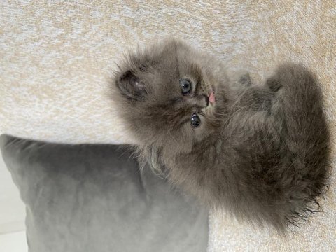 40 günlük british longhair