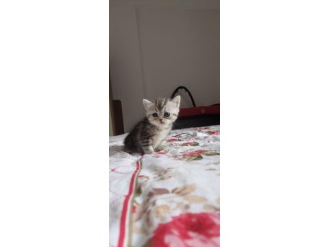 British shorthair kediler
