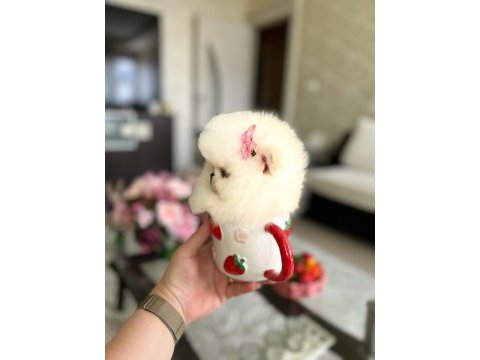 3 efsane sıfır burun pomeranian prensesler