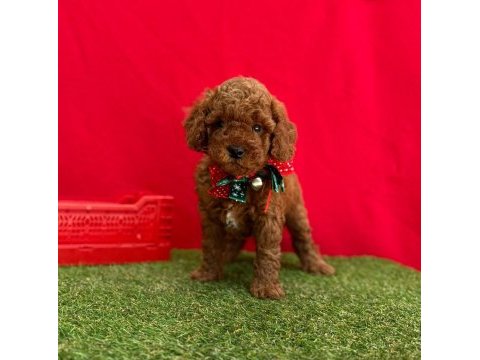 Sevimli toy poodle yavrularımız