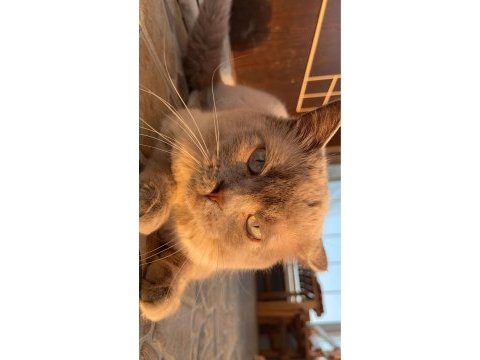 Blue point british shorthair