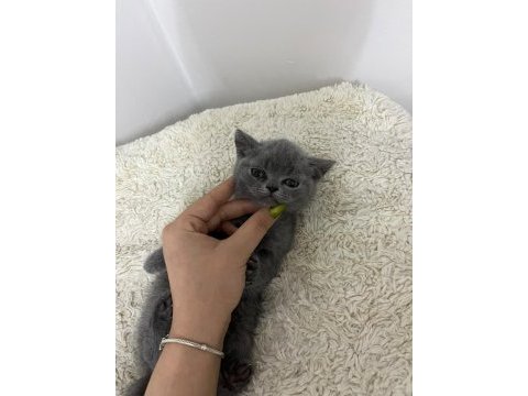 Erkek british shorthair yavrumuz