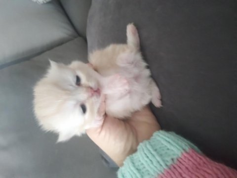 Yavru şampanya rengi yavru chinchilla