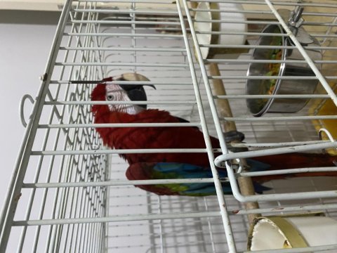 Ara macaw papağanı