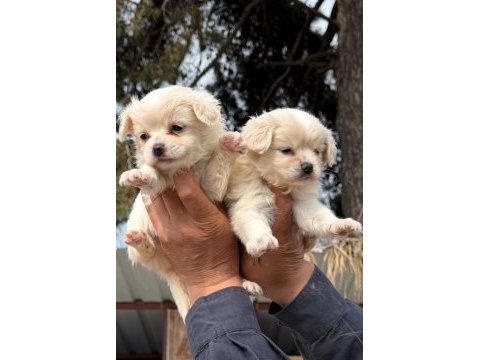 Morkie çok sevimli yavrular 