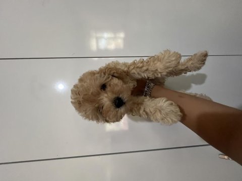 Maltipoo dişi erkek bebekler