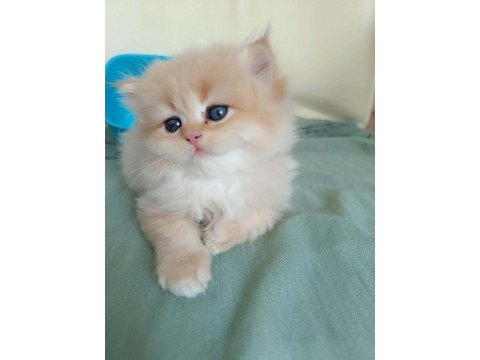 British longhair yavrular