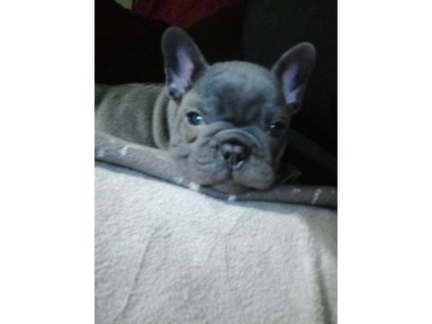 Egzotic blue french bulldog daha iyi anatomi yok