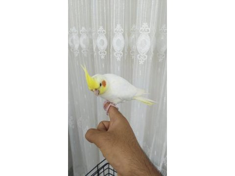 3 aylık sultan papağanı sağlıklı lutino tür