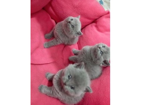 Sevimli british shorthair patiler