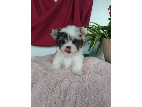 Biweryork terrier