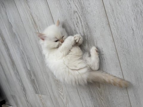 Sevimli yavru british longhair