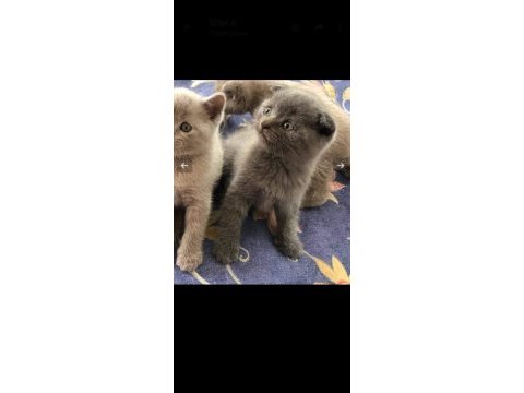 Sevimli ve oyuncu minikler scottish fold