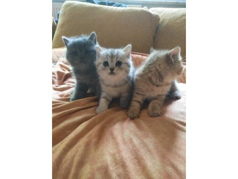British shorthair yavrularımız