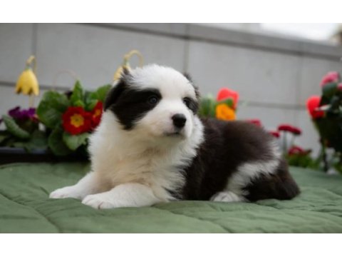 Border collie mükemmel yavrularımız