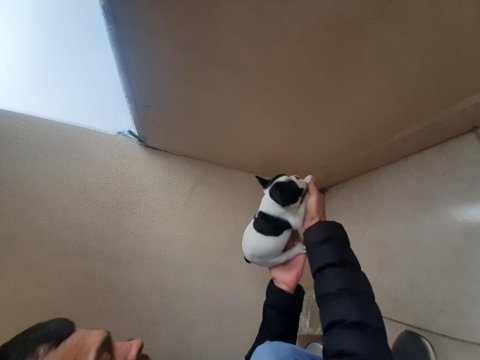 Maskeli french bulldog yavrularımız