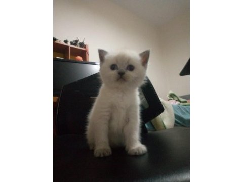 Scottish fold kar beyazi mavi gözlü erkek cok oyuncu