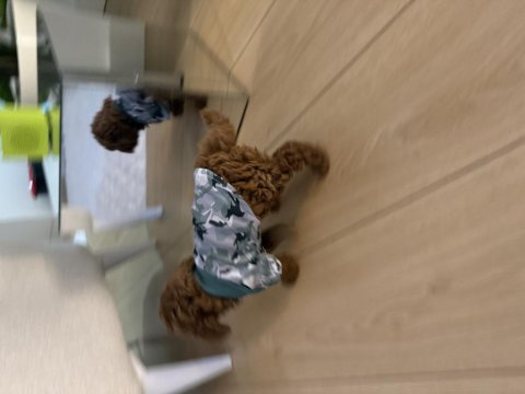 Toy poodle 2 aylık