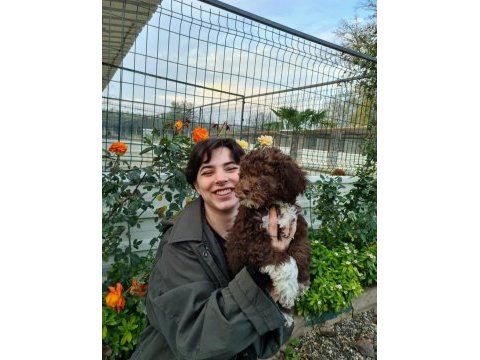 Mantar avcısı lagotto romagnolo yavrular